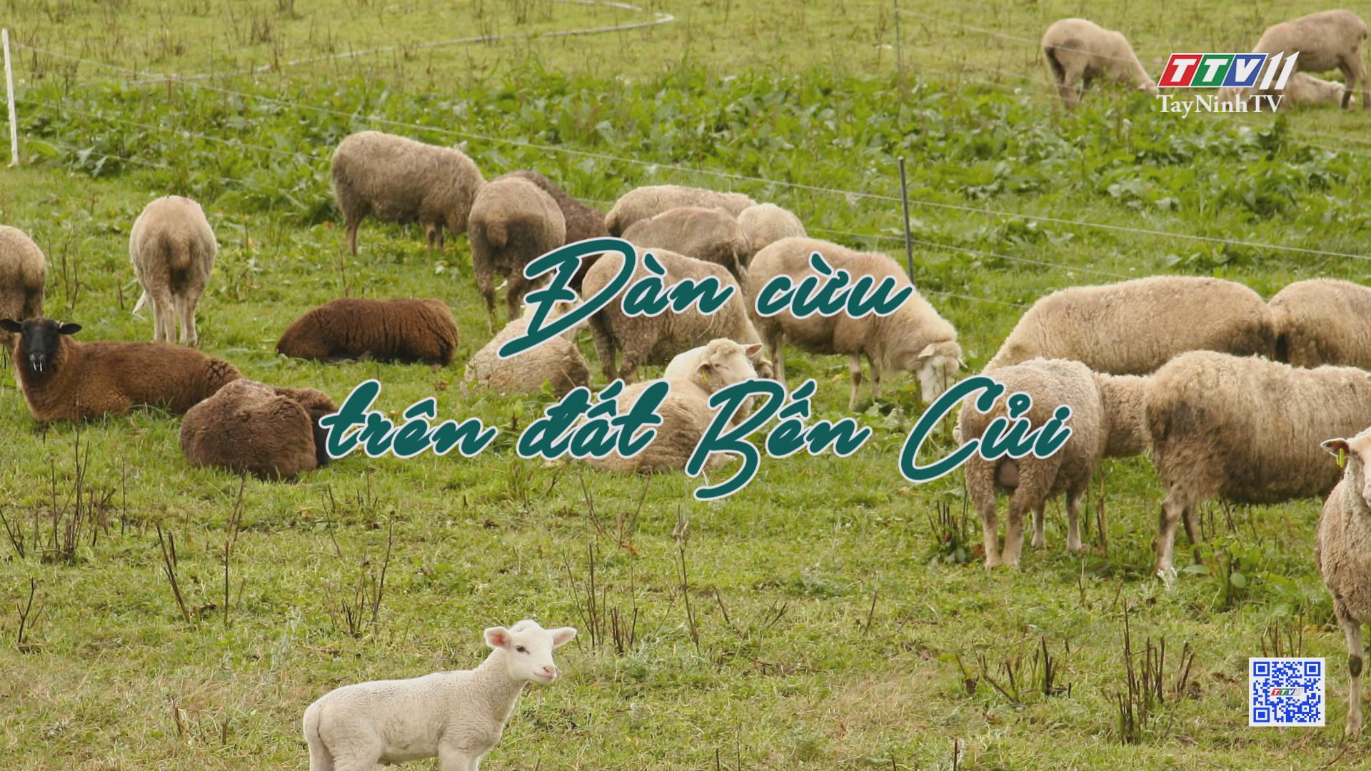 Đàn cừu trên đất Bến Củi | NÔNG NGHIỆP TÂY NINH | TayNinhTV